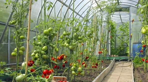 大棚小知識(shí)：低溫雨雪天，大棚蔬菜該如何防凍？